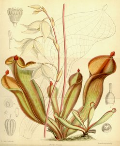 Heliampliora概率。 1890年 作者 约瑟夫·道尔顿·胡克
