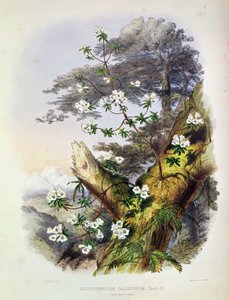 杜鹃花：达尔豪西，来自“锡金喜马拉雅山的杜鹃花”，由Reeve Benham和Reeve印制，1849-50（彩色石版画） 作者 约瑟夫·道尔顿·胡克