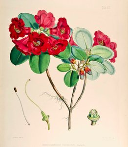 杜鹃花（Rhododendron thomsonii），1895年 作者 约瑟夫·道尔顿·胡克