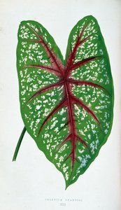 Chantini 花叶。 植物板“”具有色彩缤纷的叶子的植物。