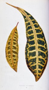 巴豆叶彩叶植物 "中的植物图板。伦敦园艺学会会员爱德华-约瑟夫-洛（Edward Joseph Lowe）和 W. 霍华德（W. Howard）收集的用于装饰花园、温室和公寓的最杰出品种。标题