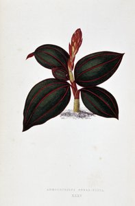 Anoectochilus Rubro Venia 的叶子。