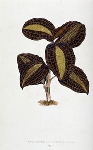 金线莲叶。 植物板“”具有色彩缤纷的叶子的植物。