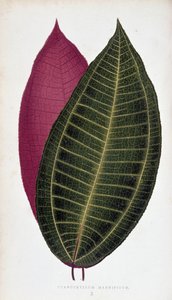 大叶女贞（Cyanophyllum Magnificum）的叶子。彩叶植物 "中的植物图板。