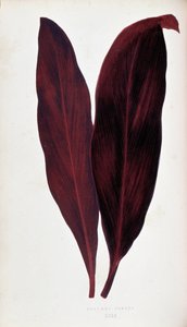 叶色艳丽的植物 "中铁线莲的叶片。伦敦园艺学会会员 Edward Joseph Lowe 和 W. Howard 所著《用于装饰花园、温室和公寓的最杰出物种集》。译自英