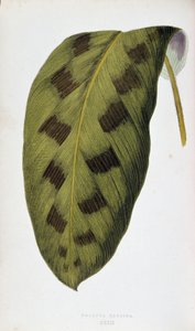 Maranta Pardina 的叶子。彩叶植物 "中的植物图板。伦敦园艺学会会员爱德华-约瑟夫-洛（Edward Joseph Lowe）和 W. 霍华德（W. Howard）收集的用于装饰花园、温室和公寓的最杰出品种。标题