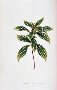 松萝的叶子。彩叶植物 "中的植物图板。伦敦园艺学会成员爱德华-约瑟夫-洛和 W. 霍华德收集的用于装饰花园、温室和公寓的最引人注目的物种。