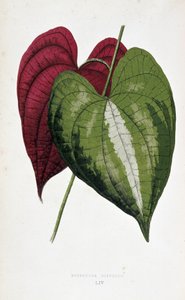 两种颜色的山药叶片（Dioscorea discolor）。彩叶植物 "中的植物图板。伦敦园艺学会成员爱德华-约瑟夫-洛（Edward Joseph Lowe）和 W. 霍华德（W. Howard）收集的用于装饰花园、温室和公寓的最杰出品种。
