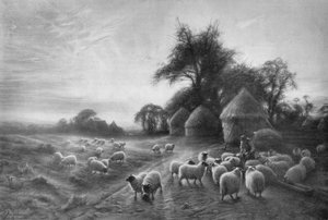 绵羊饲养，c1890，1911年 作者 约瑟夫·法夸森