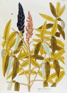 Joseph Jacob von Plenck（1735-1807）的榆叶漆树或西西里漆树（Rhus coriaria），来自维也纳的植物园