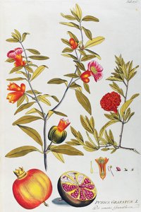 石榴 (Punica granatum) by Joseph Jacob von Plenck (1735-1807)，来自维也纳的药用植物图标