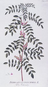 真正的蓝靛（Indigofera tinctoria），作者是约瑟夫-雅各布-冯-普伦克（1735-1807），来自维也纳Icones plantarum medicinalium。