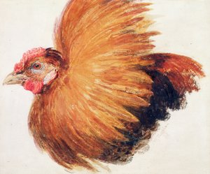 Game-Cock，摘自《 Farnley鸟类大全》，约1816年 作者 约瑟夫·马洛德·威廉·特纳