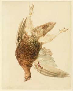 松鸡，出自 Farnely Book of Birds，约 1816 年（纸上铅笔和水彩） 作者 约瑟夫·马洛德·威廉·特纳