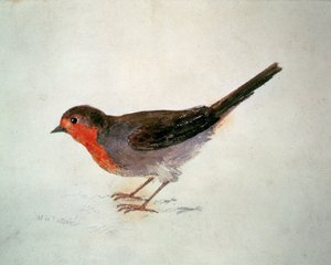 Robin, from The Farnley Book of Birds, c.1816 (pencil and watercolor on paper) 作者 约瑟夫·马洛德·威廉·特纳