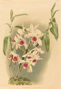 铁皮石斛Leechianum。 作者 约瑟夫·曼塞尔