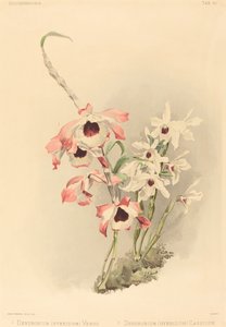 铁皮石斛（杂交种）金星和铁皮石斛（杂交种）仙后座 作者 Joseph Mansell after Henry George Moon