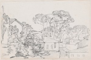 屋顶和伞状松树
