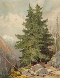 落叶松，阿尔卑斯山风景（彩色石版画）