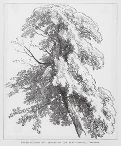 榆树上部的枝桠和花朵（石版画）
