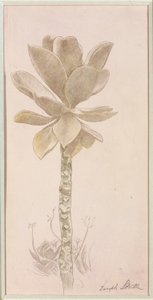 花卉研究