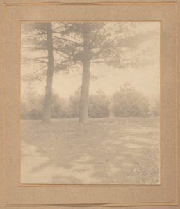 有树的风景，约 1900 年（照片1900 年（照片）