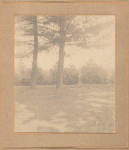 有树的风景，约1900年。