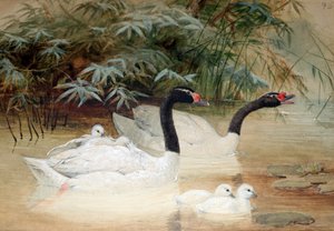 黑颈天鹅（Cygnus nigricollis），1852-54 作者 约瑟夫·沃尔夫