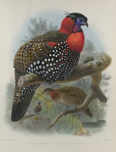 Crimson鼓起的Tragopan，由M.和N.Hanhart雕刻，1870-72由Wolf，Joseph（1820-99）和Smit，J。（fl.1870）
