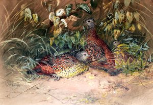 Hardwicke的Spur-fowl（Galloperdix lunulata），1852-54 作者 约瑟夫·沃尔夫