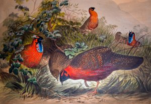 Horned Tragopan，1861年 作者 约瑟夫·沃尔夫