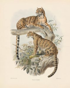 斒斓猫（Felis diardi）