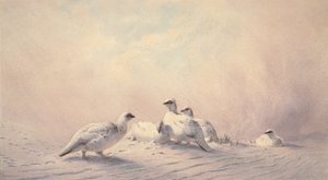 Ptarmigan，Winter，1873（wc） 作者 约瑟夫·沃尔夫