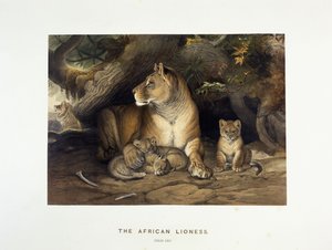 非洲母狮，约1880-1883年 作者 约瑟夫·沃尔夫