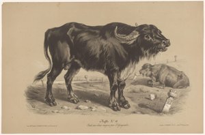 布菲尔 水牛城（物体上的标题） Dierenstudies in twee soorten krijt（系列标题） 用两支铅笔学习 Z. Gengembre（系列标题） 作者 弗朗索瓦·德拉鲁