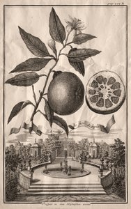 纽伦堡·海斯佩里德斯（Nurnbergische Hesperides）：阿兰佐·德·菲尔·杜尔（Aranzo de fior double），1714年。 作者 约瑟夫·德·蒙塔莱格里