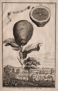 纽伦堡·海斯佩里德斯（Nurnbergische Hesperides）：卢切塔·伊珀里亚勒（Luchetta Imoperiale），1714年。 作者 约瑟夫·德·蒙塔莱格里