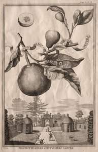 Nurnbergische Hesperides：柠檬香柠檬佛手柑，1714年。 作者 约瑟夫·德·蒙塔莱格里