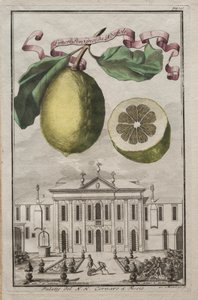 Nusbergidis Hesperides：No125-那不勒斯的Limon Ponzino。菲耶索NH康纳罗宫酒店，约170 作者 约瑟夫·德·蒙塔莱格里