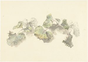 研究树叶 作者 约瑟夫·奥古斯都·克尼普
