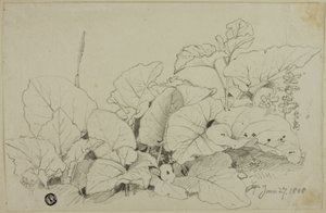花叶丛生 作者 约书亚·克里斯塔尔（Joshua Cristall）