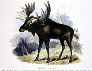 麋鹿（Cervus alces）教育插图，由基督教知识促进会出版。