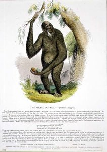 基督教知识促进会出版的教育插图《橘子树》（Pithecus satyrus）。