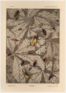 甲虫，来自&39;装饰幻想&39;的38号板，由Gillot雕刻，由Jules Rouam出版，巴黎艺术书店，1887年（彩色雕刻） 作者 朱尔斯·奥古斯特·哈伯特·戴斯