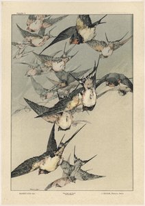 鸟类，来自&39;装饰幻想&39;的5号板，由Gillot雕刻，由Jules Rouam出版，巴黎Librairie de l&39;Art，1887年（彩色雕刻）