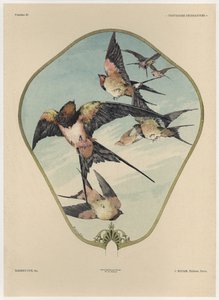 Fan，Plate 30来自&39;装饰幻想&39;，由Gillot雕刻，由Jules Rouam出版，Librairie de l&39;Art，巴黎，1887年（彩色版画）