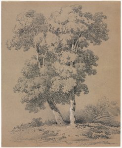 树木研究 作者 朱尔斯·柯尼特（Jules Coignet）