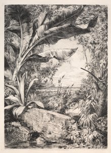 温室植物，1872年。 作者 朱尔斯·费迪南德·雅克马尔