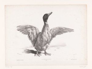 鸭子展翅的研究
动物研究（系列名称）
动物小研究（丛书名） 作者 Lemercier 和 Cie。