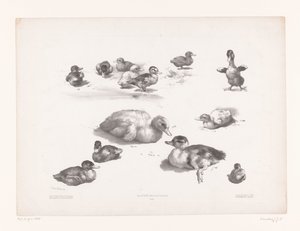 鸭子和雏鸭研究
动物研究（系列名称）
Petites études d